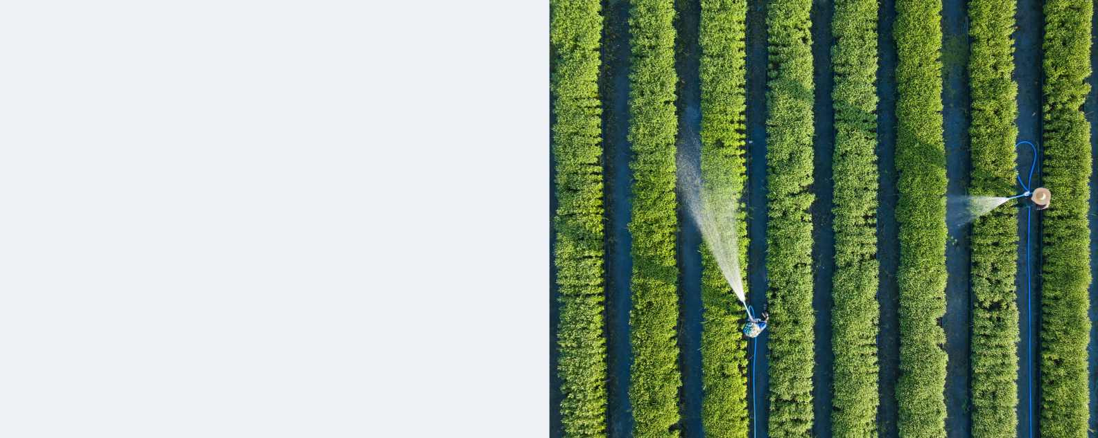 Luftaufnahme von oben: Landwirte gießen in Reihe gepflanztes Gemüse mit einem Schlauch im Garten
